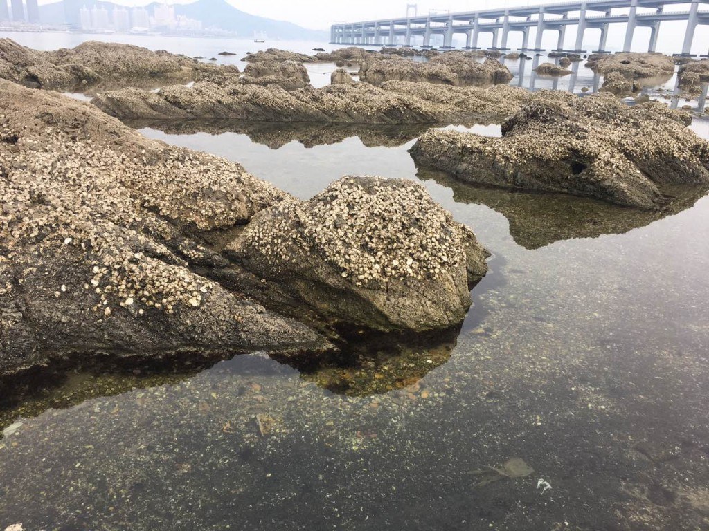 Oyster Reef Restoration in Liaodong Peninsula Waterkeeper Alliance